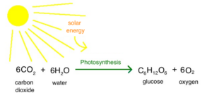 Photosynthesis process diagram with chemical equation.