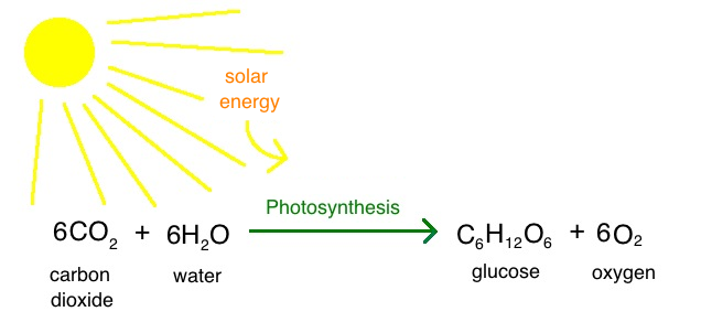 Photosynthesis process diagram with chemical equation.